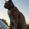 Peanut joined the competition — help win amazing prizes! cat, ginger_cat, collar, car, sunset, outdoor, pet, animal, feline, silhouette, sky, nature, whiskers, fur, side_view, domestic_cat, evening, reflection, tree, calm