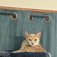 Peanut is registered to the contest to win money with this photo: cat, ginger_cat, pet, indoor, curtain, cat_tree, furniture, grommets, wood_trim, relaxed, animal, looking, resting, cozy, soft, feline, ears, whiskers, eyes, home
