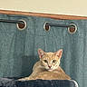 cat, ginger_cat, pet, indoor, curtain, cat_tree, furniture, grommets, wood_trim, relaxed, animal, looking, resting, cozy, soft, feline, ears, whiskers, eyes, home