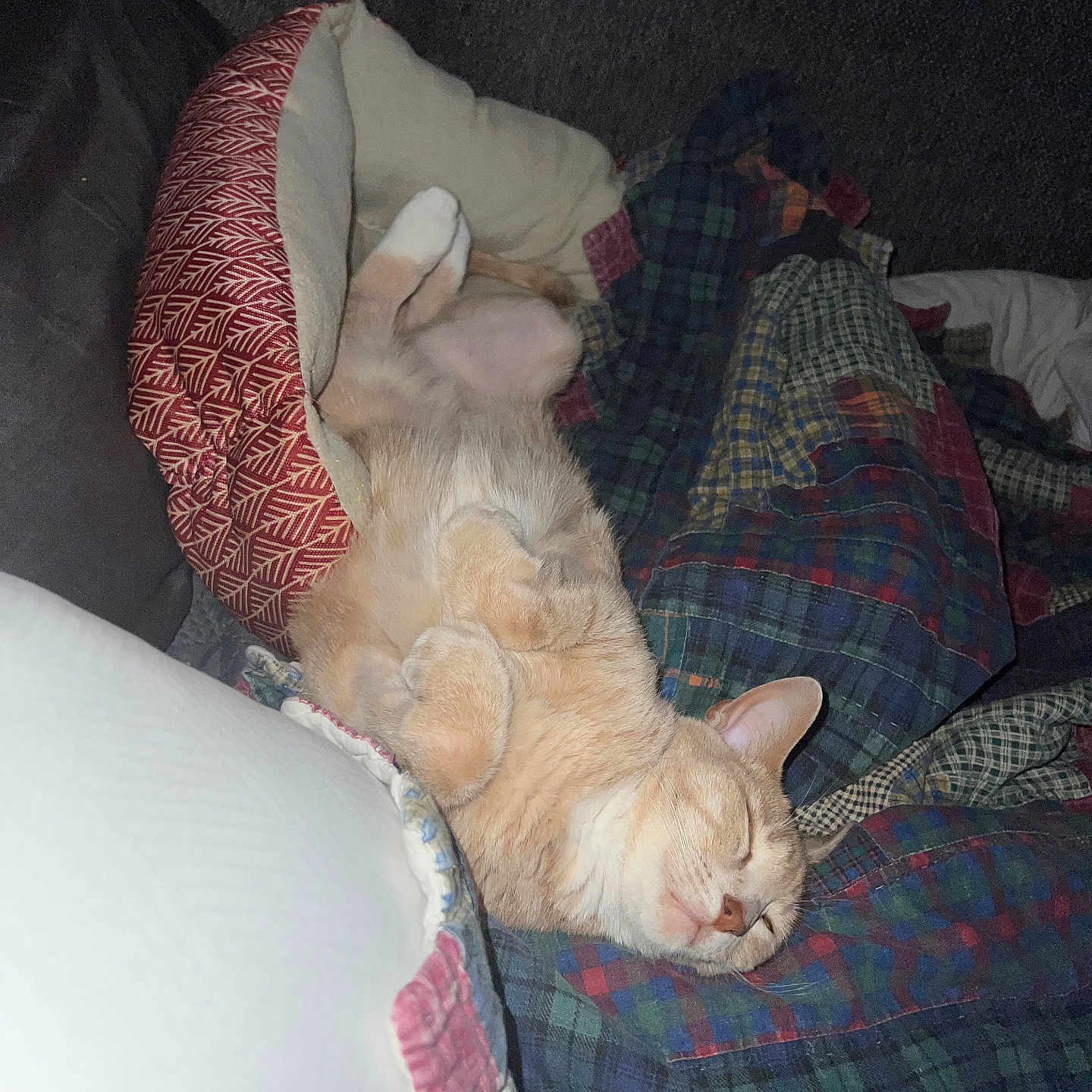 Peanut