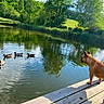 Vasco a rejoint le concours — aidez-le/la à gagner de superbes lots ! animal, canine, dock, dog, ducks, grass, greenery, lake, nature, outdoor, peaceful, pond, reflection, sky, summer, sunlight, trees, water, wildlife, wood