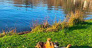 Vasco participe au concours pour gagner de l'argent avec cette photo : animal, blue_sky, canine, daytime, dog, grass, greenery, lake, leash, nature, outdoor, park, playful, reflection, relaxing, rolling, scenic, sunny, trees, water