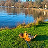 animal, blue_sky, canine, daytime, dog, grass, greenery, lake, leash, nature, outdoor, park, playful, reflection, relaxing, rolling, scenic, sunny, trees, water