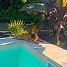 Vasco a rejoint le concours — aidez-le/la à gagner de superbes lots ! backyard, canine, daytime, dog, french_bulldog, garden, greenery, leaf, nature, outdoor, pet, plants, pool, relaxing, resting, shadow, summer, sunlight, tropical, water