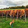 animals, brown_cow, cloudy_sky, country, cow, curious, dog, farm, fence, field, grass, green_grass, herd, leash, livestock, nature, outdoor, pasture, rural, wooden_fence