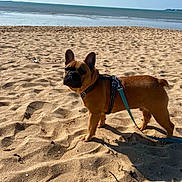 Vasco a rejoint le concours — aidez-le/la à gagner de superbes lots ! animal, beach, canine, daytime, dog, french_bulldog, leash, nature, ocean, outdoor, pet, sand, shadow, sky, small_dog, standing, summer, sunny, vacation, walking