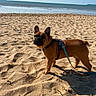 animal, beach, canine, daytime, dog, french_bulldog, leash, nature, ocean, outdoor, pet, sand, shadow, sky, small_dog, standing, summer, sunny, vacation, walking