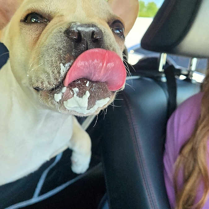 Gunner joined the competition — help win amazing prizes! animal, canine, car_interior, close_up, daylight, dog, headrest, indoor, leather_seat, light, messy, person_partial, pet, playful, purple_shirt, seat, seatbelt, tongue_out, whipped_cream, window