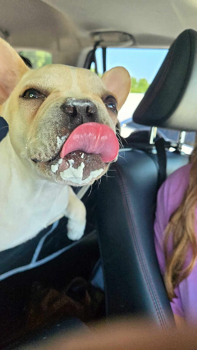 Gunner joined the competition — help win amazing prizes! dog, tongue_out, car_interior, seat, whipped_cream, close_up, playful, messy, pet, animal, light, daylight, window, person_partial, purple_shirt, leather_seat, seatbelt, headrest, canine, indoor
