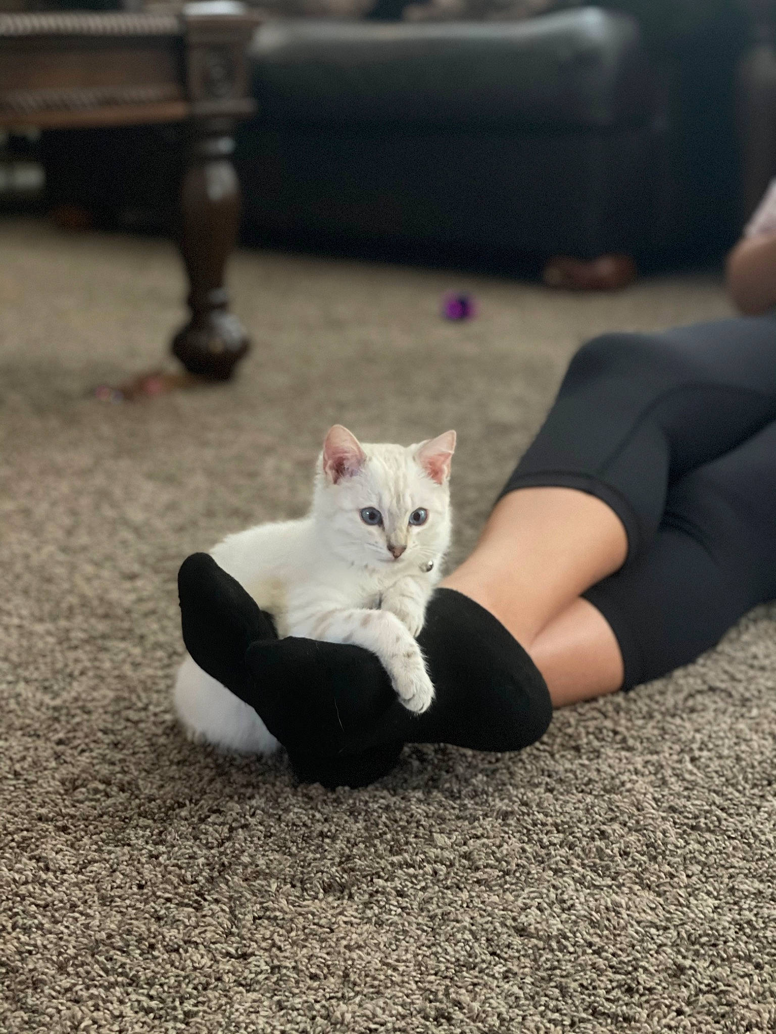 Katana is registered to the contest to win money with this photo: asphalt, carnivore, cat, comfort, domestic_short_haired_cat, felidae, flooring, fur, grass, grey, human_leg, mammal, road_surface, sitting, small_to_medium_sized_cats, tail, thigh, vertebrate, whiskers, wood