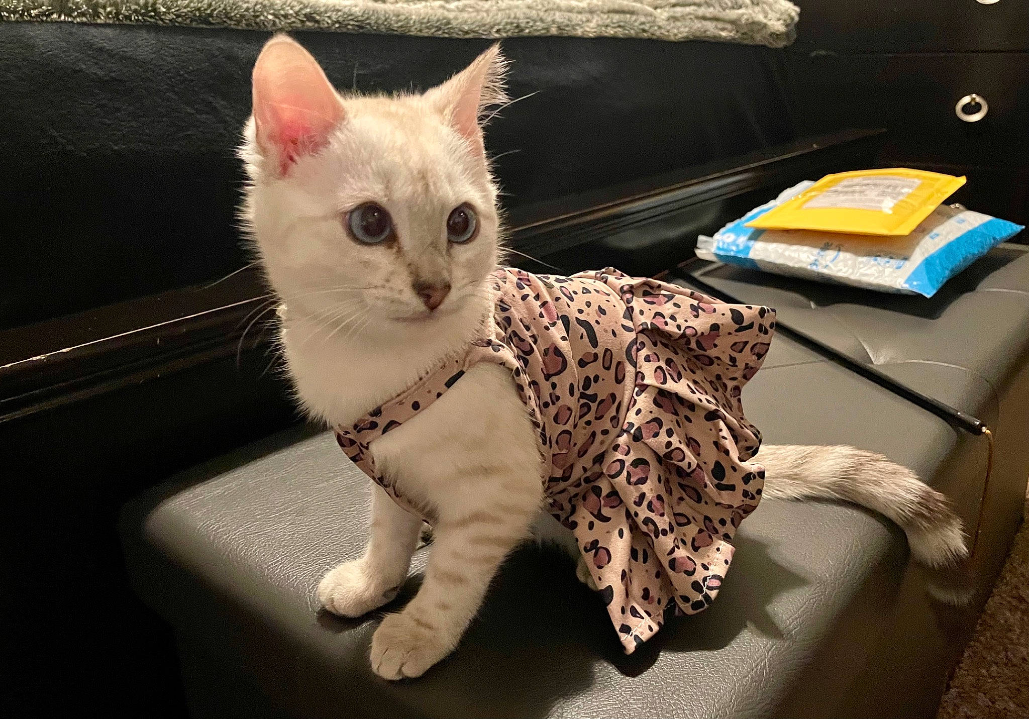 Katana joined the competition — help win amazing prizes! art, carnivore, cat, claw, comfort, domestic_short_haired_cat, fawn, felidae, fur, paw, sitting, small_to_medium_sized_cats, snout, tail, toy, whiskers