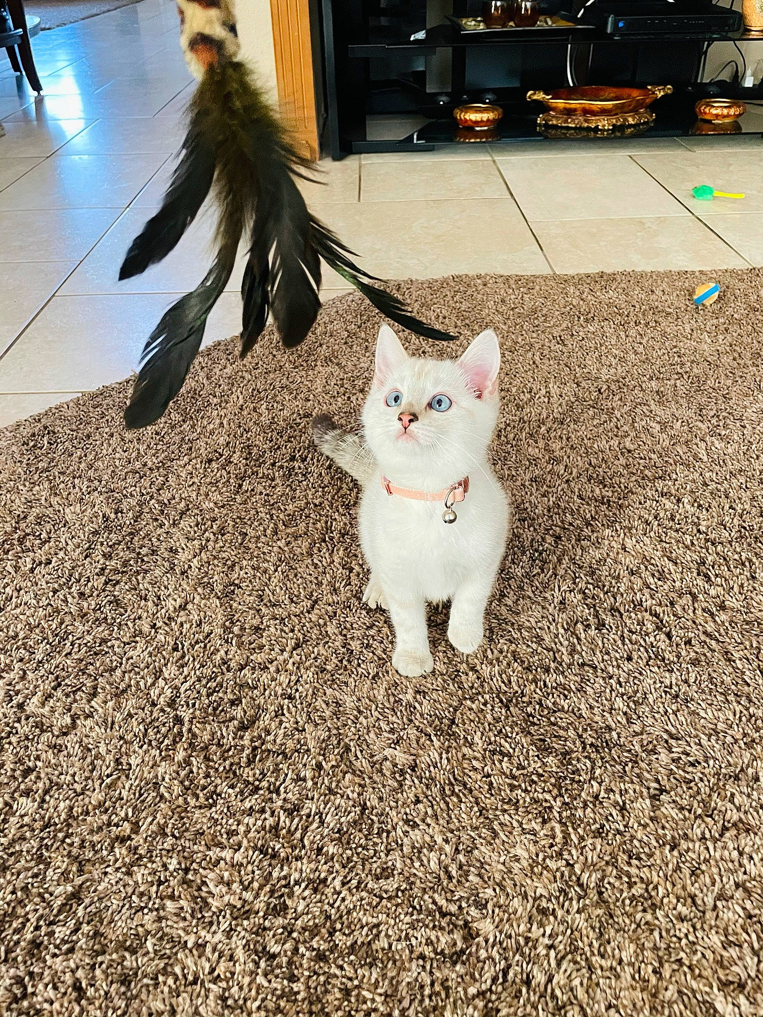 Katana is registered to the contest to win money with this photo: asphalt, black, carnivore, cat, fawn, felidae, floor, flooring, foot, grass, human_leg, mammal, road_surface, sidewalk, small_to_medium_sized_cats, snout, tail, vertebrate, whiskers, wood