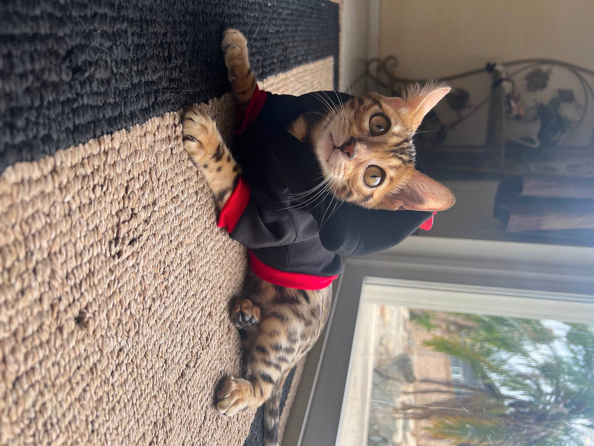 Scorpion is registered to the contest to win money with this photo: canidae, carnivore, cat, domestic_short_haired_cat, door, fawn, felidae, flooring, fur, plant, road_surface, sculpture, small_to_medium_sized_cats, snout, sporting_group, tail, tree, whiskers, window, wood