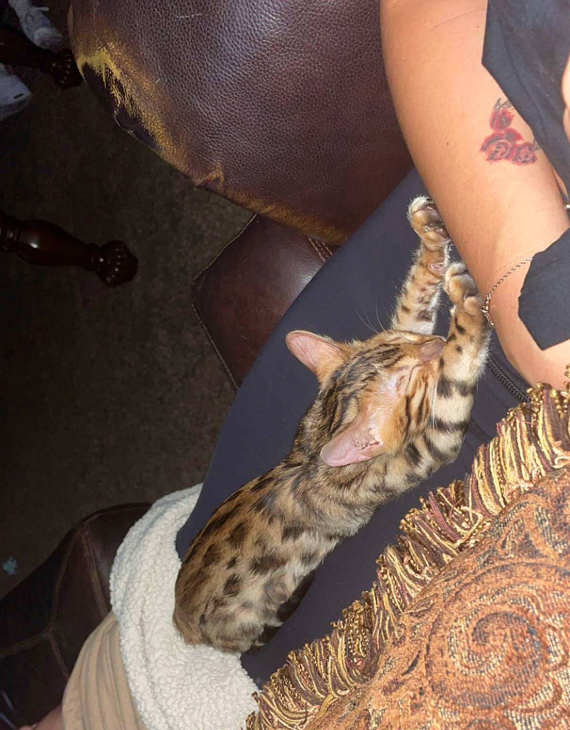 Scorpion joined the competition — help win amazing prizes! calf, carnivore, cat, comfort, elbow, fawn, felidae, foot, fur, human_leg, knee, leg, mammal, nail, small_to_medium_sized_cats, tail, temporary_tattoo, thigh, whiskers, wrist