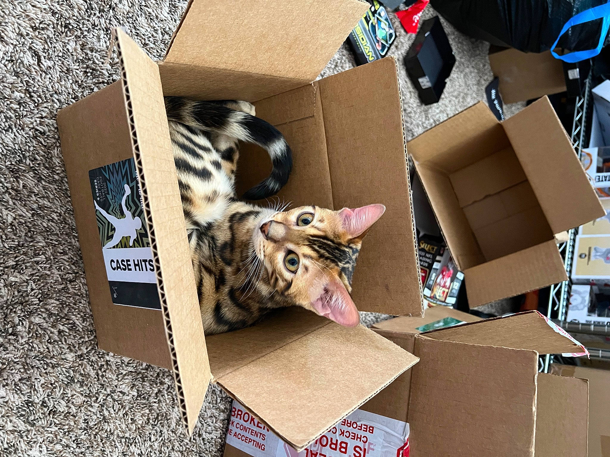 Scorpion is registered to the contest to win money with this photo: box, cardboard, carnivore, carton, event, eyewear, felidae, package_delivery, packaging_and_labeling, packing_materials, paper, paper_product, relocation, shipping_box, small_to_medium_sized_cats, terrestrial_animal, whiskers