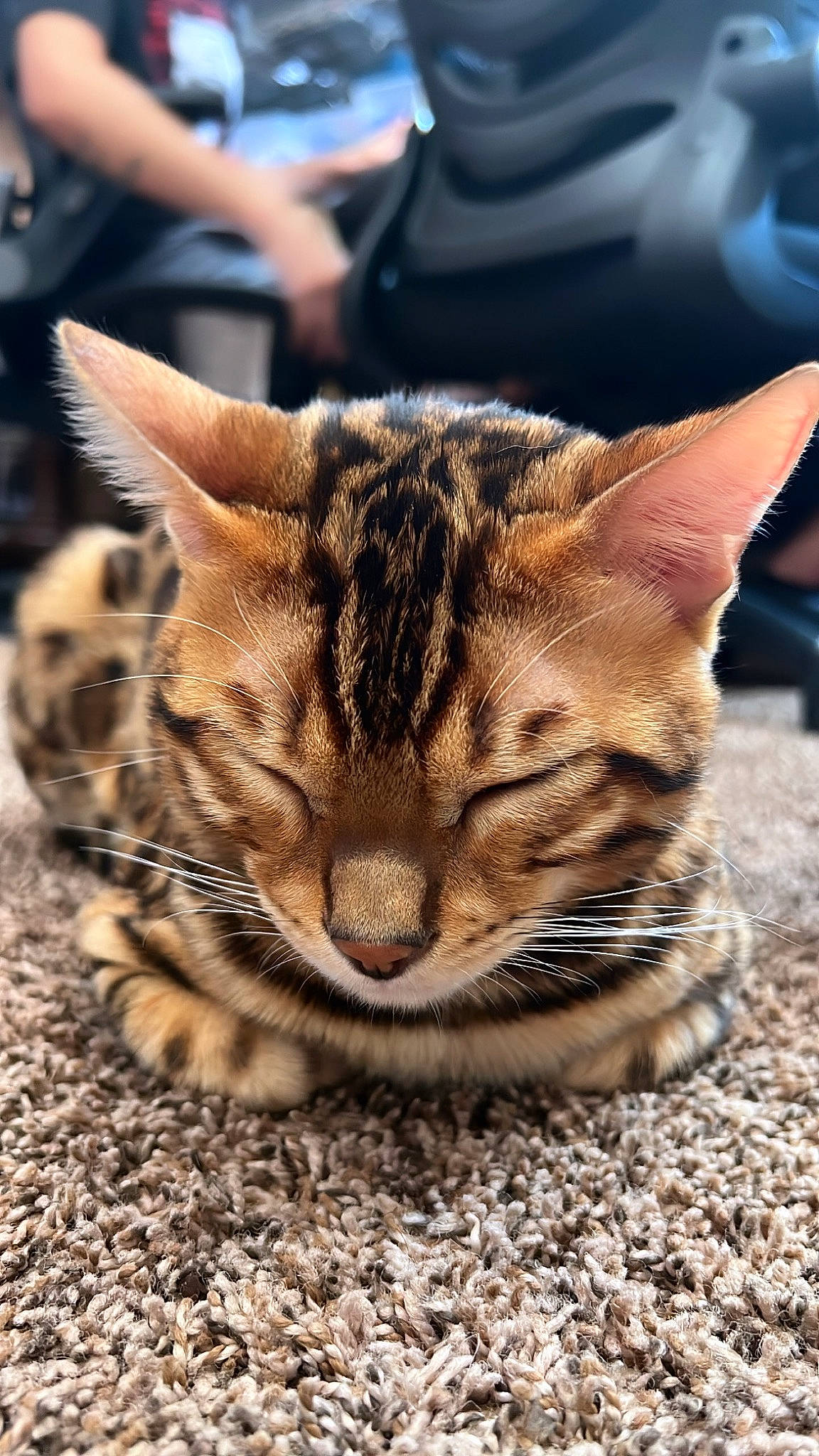 Scorpion joined the competition — help win amazing prizes! carnivore, cat, domestic_short_haired_cat, eye, fawn, felidae, fur, grass, organism, paw, plant, sitting, small_to_medium_sized_cats, snout, soil, terrestrial_animal, tree, whiskers, wildlife