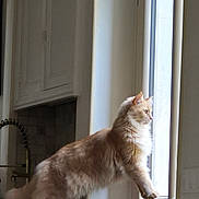 Yoyo participe au concours pour gagner de l'argent avec cette photo : cat, ginger_cat, feline, window, indoor, kitchen, curious, stretching, fur, pet, animal, domestic, home, light, natural_light, looking_out, counter, cabinet, sink, quiet