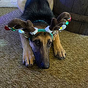 Diesel joined the competition — help win amazing prizes! dog, german_shepherd, reindeer_antlers, costume, indoor, carpet, wooden_barrel, decorations, festive, holiday, pet, animal, lying_down, brown, black, cute, sad_eyes, fur, paws, home