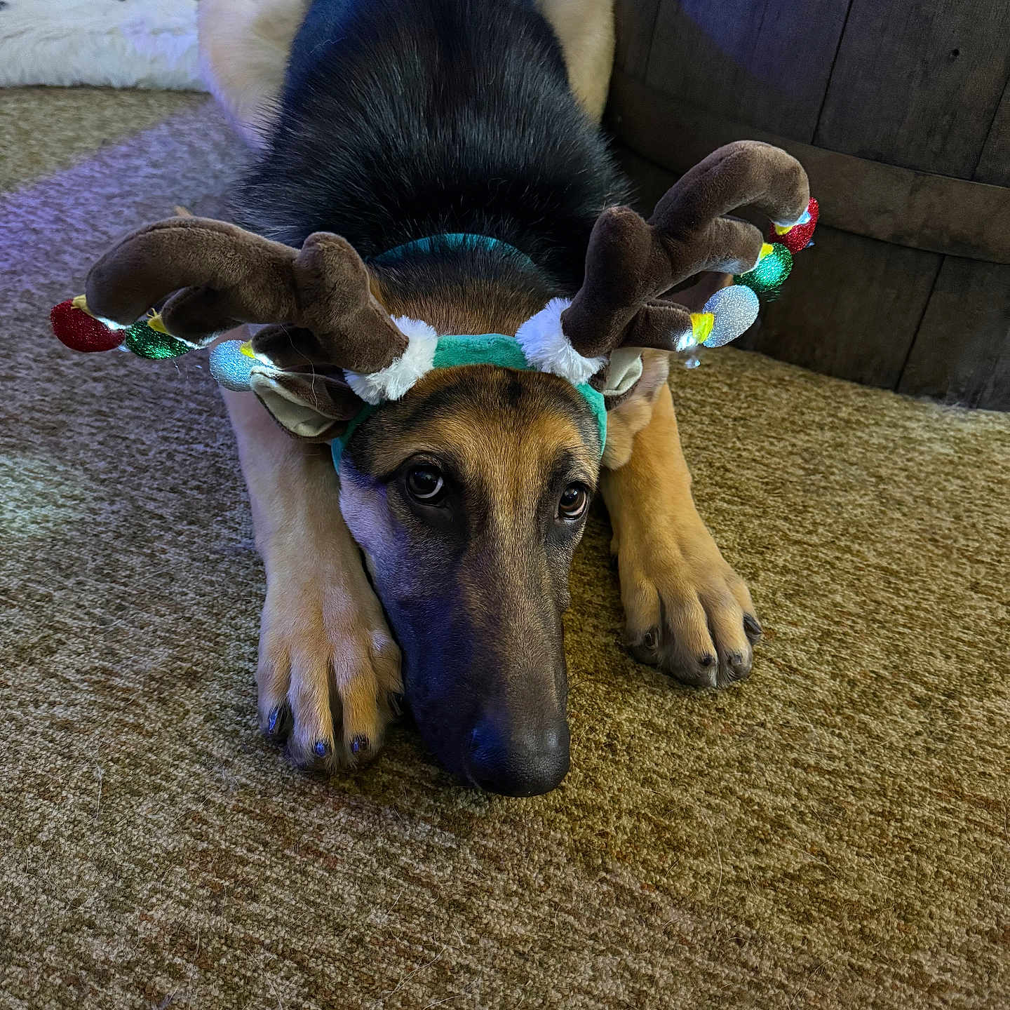 Diesel joined the competition — help win amazing prizes! animal, black, brown, carpet, costume, cute, decorations, dog, festive, fur, german_shepherd, holiday, home, indoor, lying_down, paws, pet, reindeer_antlers, sad_eyes, wooden_barrel