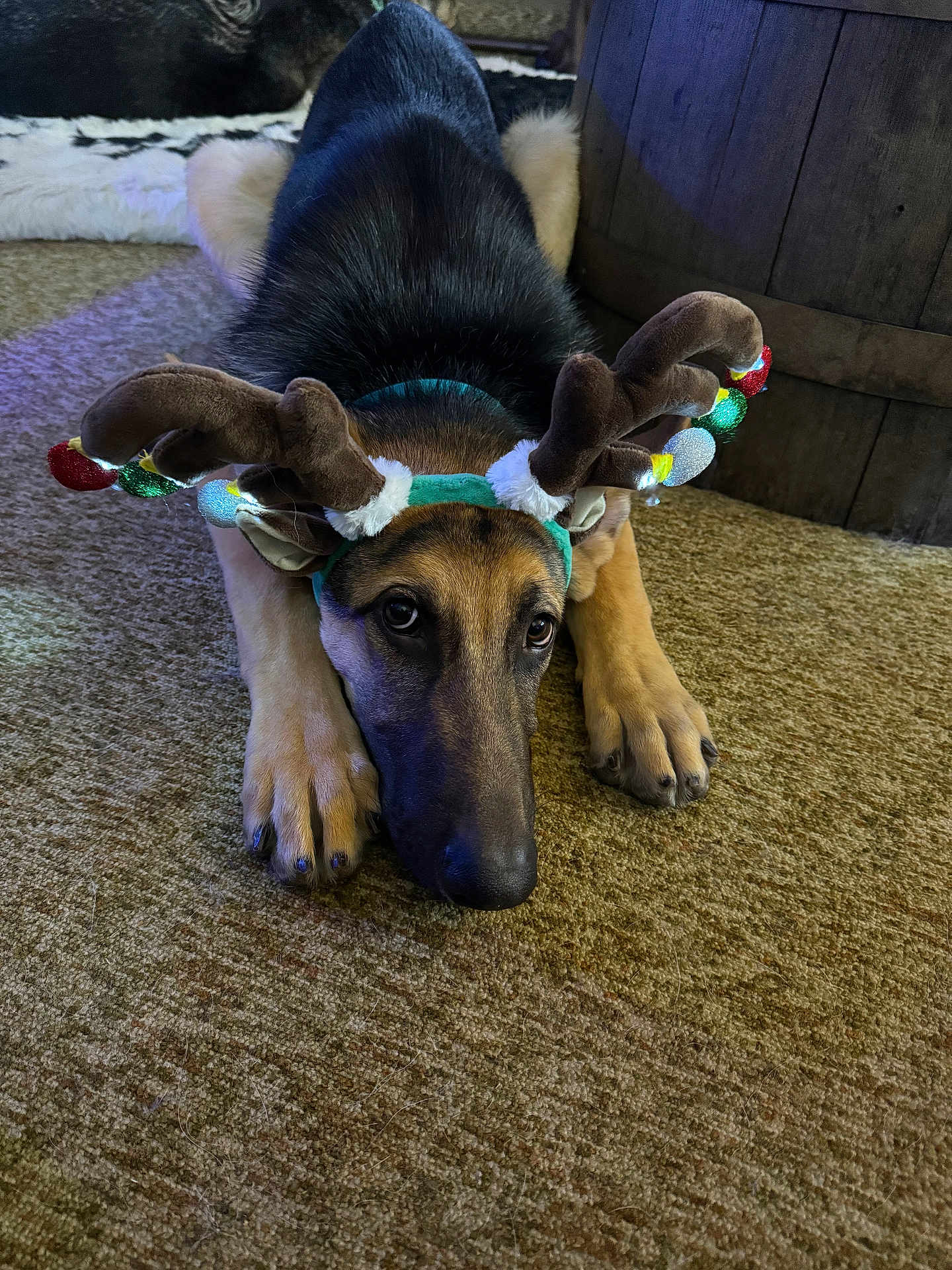 Diesel joined the competition — help win amazing prizes! dog, german_shepherd, reindeer_antlers, costume, indoor, carpet, wooden_barrel, decorations, festive, holiday, pet, animal, lying_down, brown, black, cute, sad_eyes, fur, paws, home