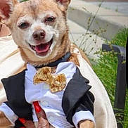 Rico joined the competition — help win amazing prizes! accessory, animal, bow_tie, celebration, chihuahua, clothing, cute, dog, fashion, grass, hand, nails, outdoor, person, pet, red_nails, small_dog, smiling, steps, tuxedo