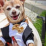 accessory, animal, bow_tie, celebration, chihuahua, clothing, cute, dog, fashion, grass, hand, nails, outdoor, person, pet, red_nails, small_dog, smiling, steps, tuxedo