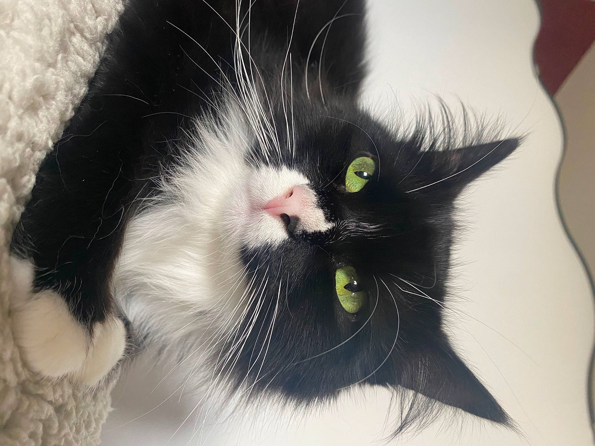 ébène a rejoint le concours — aidez-le/la à gagner de superbes lots ! art, black_cat, carnivore, cat, claw, domestic_short_haired_cat, eyelash, felidae, foot, formal_wear, fur, monochrome_photography, paw, small_to_medium_sized_cats, snout, tail, terrestrial_animal, whiskers