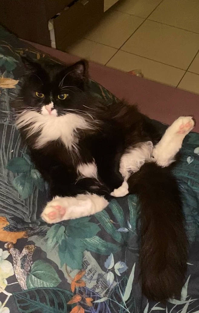 ébène a rejoint le concours — aidez-le/la à gagner de superbes lots ! carnivore, cat, claw, comfort, domestic_short_haired_cat, felidae, flooring, fur, paw, small_to_medium_sized_cats, tail, terrestrial_animal, whiskers