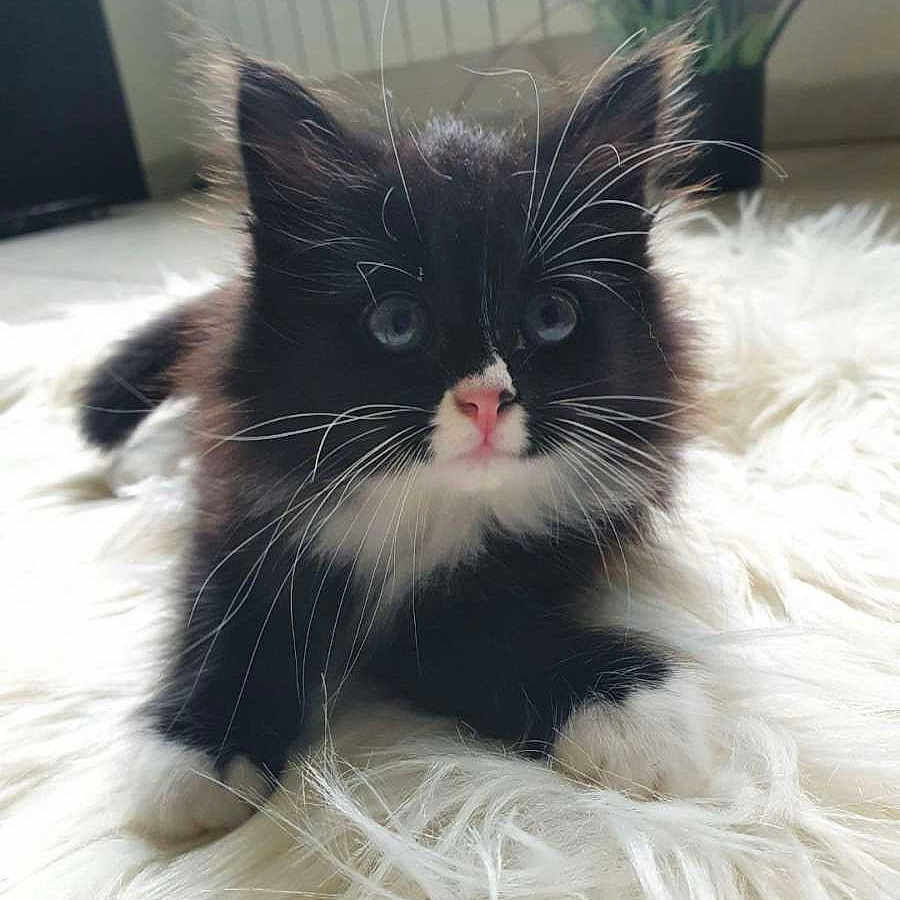 ébène participe au concours pour gagner de l'argent avec cette photo : angora, animal, bed, bedroom, cat, computer, computerhardware, cushion, electronics, furniture, hardware, homedecor, indoors, kitten, manx, monitor, pc, pet, room, screen