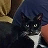 cat, tuxedo_cat, black_and_white, whiskers, couch, furniture, person, blue_shirt, indoor, pet, animal, relaxed, close_up, portrait, domestic_cat, seated, companion, cozy, household