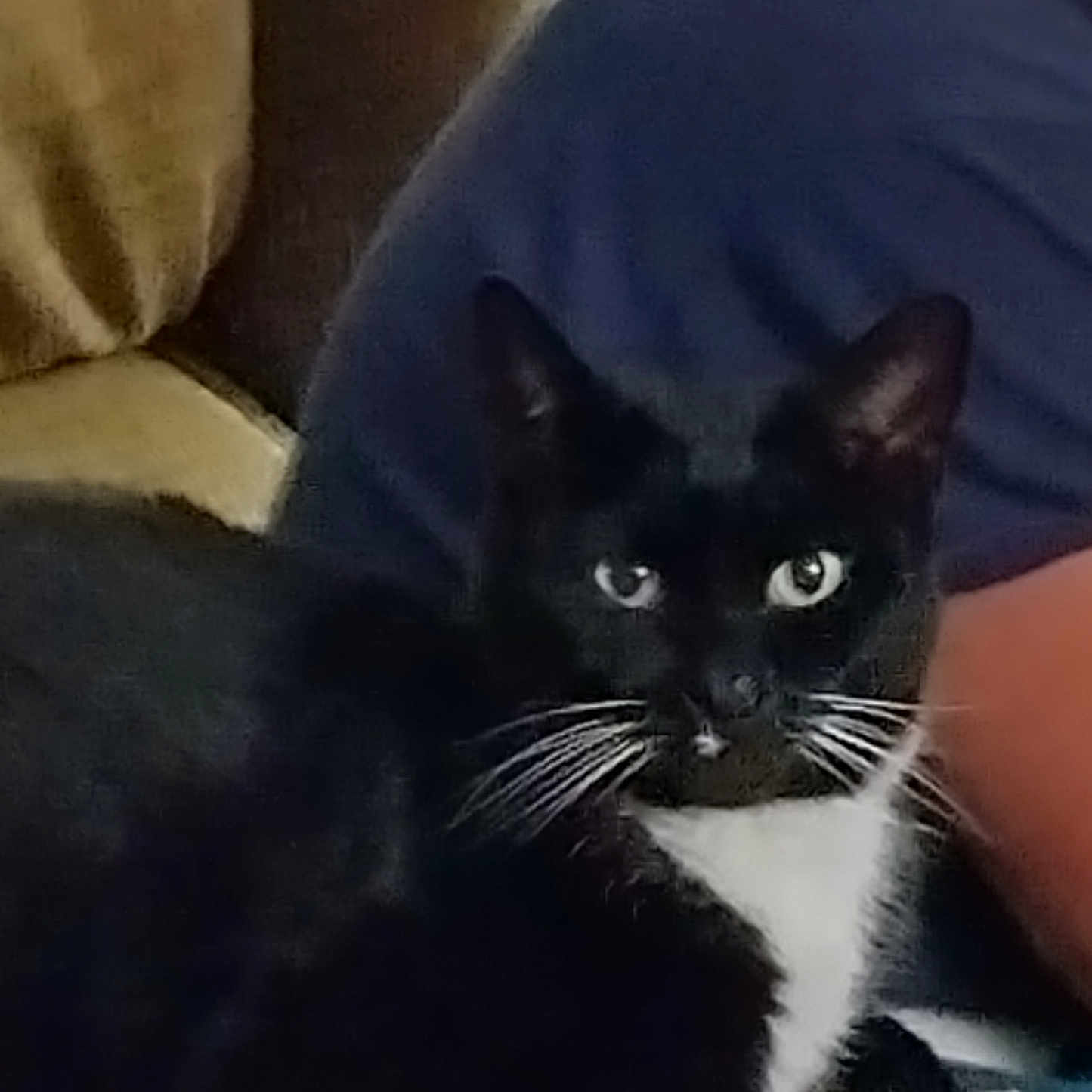 Lucy