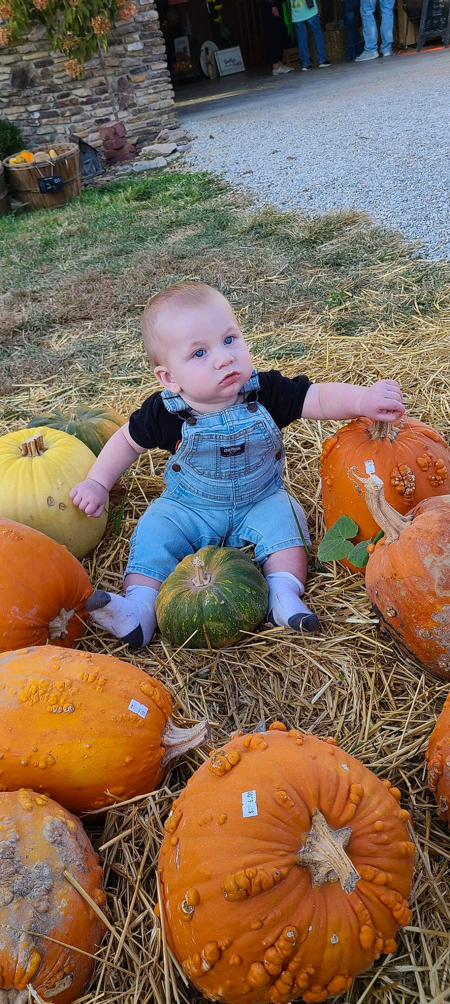 Hardyn joined the competition — help win amazing prizes! baby_toddler_clothing, ball, calabaza, cucurbita, face, fun, gourd, grass, happy, head, local_food, natural_foods, people_in_nature, person, plant, pumpkin, sitting, squash, toddler, vegetable