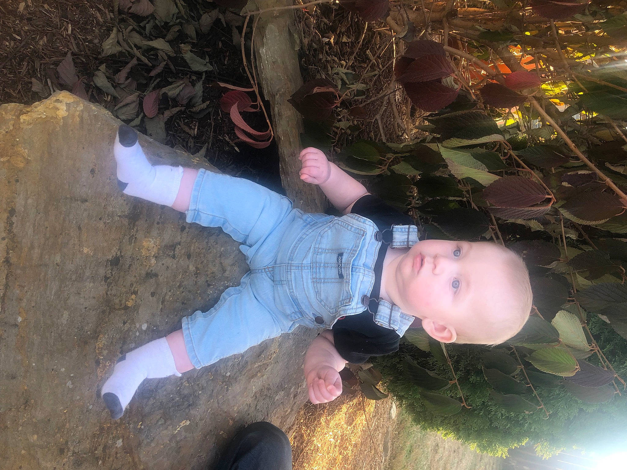 Hardyn joined the competition — help win amazing prizes! baby_toddler_clothing, child, conifer, event, fir, foot, fun, grass, happy, holiday, organism, people_in_nature, person, plant, soil, toddler, tree