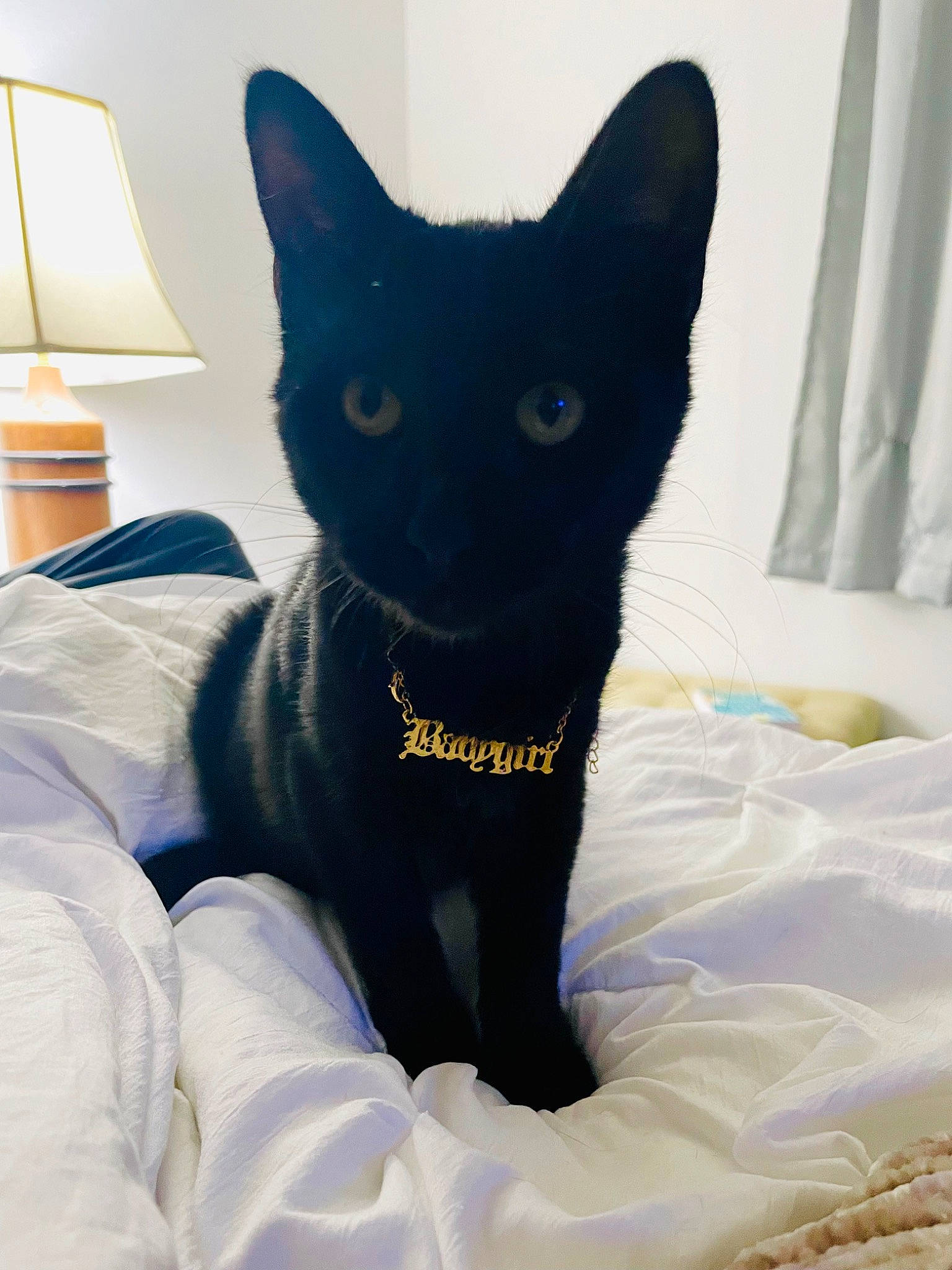 Jolene is registered to the contest to win money with this photo: bed, black_cat, bombay, carnivore, cat, cat_supply, comfort, curtain, domestic_short_haired_cat, electric_blue, felidae, fur, grey, lamp, lampshade, linens, small_to_medium_sized_cats, snout, tail, whiskers