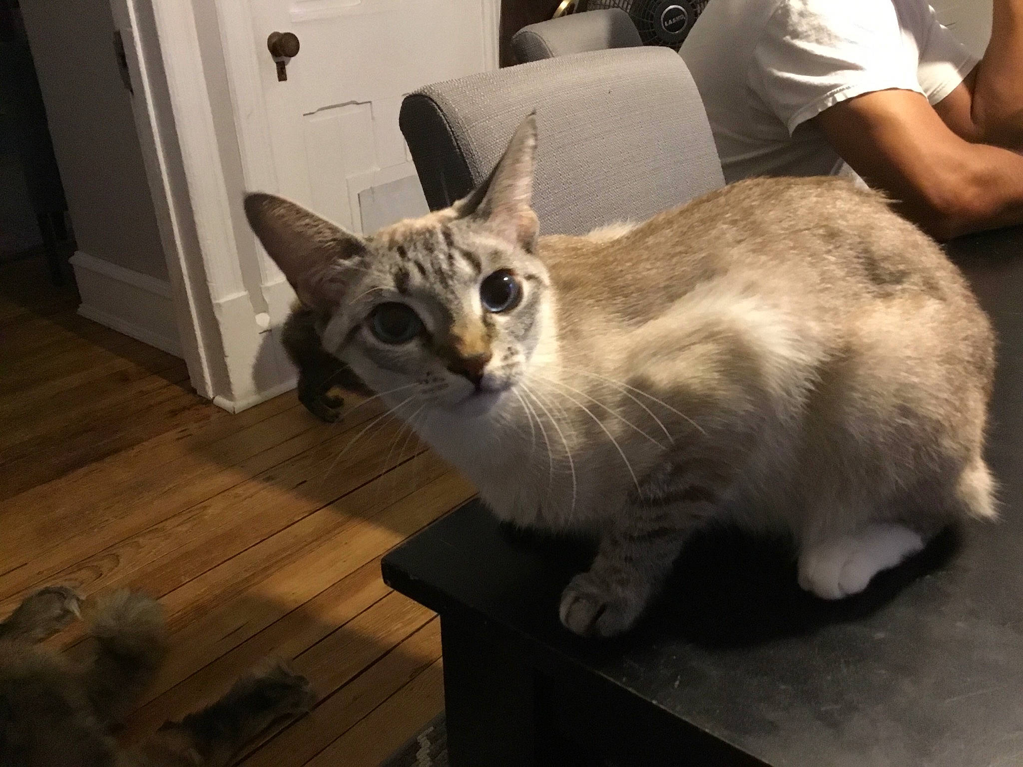 Osso is registered to the contest to win money with this photo: aegean_cat, asian, australian_mist, burmilla, carnivore, cat, domestic_short_haired_cat, european_shorthair, fawn, felidae, german_rex, kitten, mammal, singapura, small_to_medium_sized_cats, tabby_cat, vertebrate, whiskers