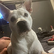 Tank joined the competition — help win amazing prizes! dog, white_dog, indoors, bed, pet, animal, ears, face, looking, curious, human_arm, casual, snapshot, dark_background, household_items, furniture, resting, closeup, portrait, domestic