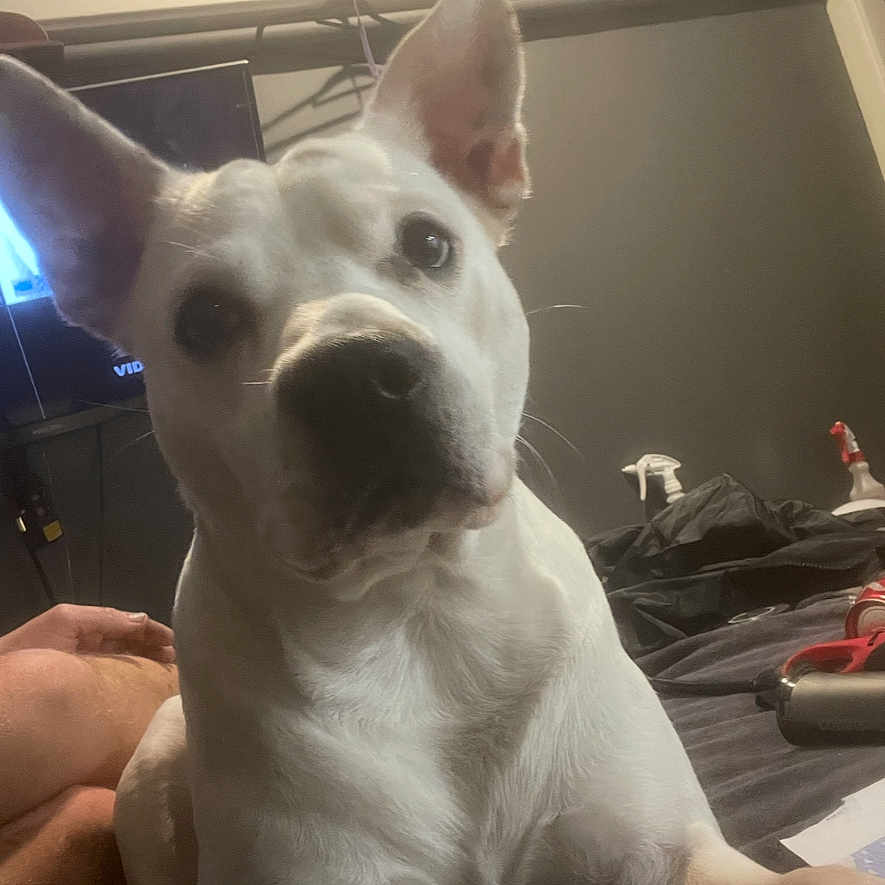 Tank joined the competition — help win amazing prizes! dog, white_dog, indoors, bed, pet, animal, ears, face, looking, curious, human_arm, casual, snapshot, dark_background, household_items, furniture, resting, closeup, portrait, domestic