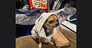 Gizmo is registered to the contest to win money with this photo: animal, bag, brown, casual, chihuahua, clothing, companion, cute, dog, fabric, furniture, home, hoodie, indoor, pet, portrait, sitting, small_dog, textile, wallet