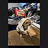 animal, bag, brown, casual, chihuahua, clothing, companion, cute, dog, fabric, furniture, home, hoodie, indoor, pet, portrait, sitting, small_dog, textile, wallet