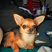 Gizmo joined the competition — help win amazing prizes! alert, animal, bed, black, blanket, brown, chihuahua, cozy, cute, dog, ears, eyes, face, fur, indoor, pet, pillow, resting, small_dog, white