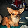 alert, animal, bed, black, blanket, brown, chihuahua, cozy, cute, dog, ears, eyes, face, fur, indoor, pet, pillow, resting, small_dog, white