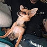 Gizmo joined the competition — help win amazing prizes! alert, animal, black_shirt, blanket, chihuahua, cozy, cushion, dog, ears, fur, home, indoor, lap, looking_away, person, pet, relaxed, seated, small_dog, tattoo