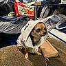 Gizmo joined the competition — help win amazing prizes! accessory, animal, bag, brown_surface, casual, clothing, clutter, cute, dog, fabric, fashion, hoodie, household, indoor, pet, portrait, puppy, sitting, small_dog, wallet