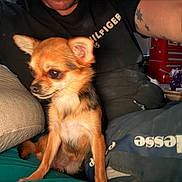 Gizmo is registered to the contest to win money with this photo: dog, chihuahua, small_dog, pet, indoors, couch, person, clothing, casual, pillow, sitting, brown_fur, black_shirt, tattoo, cup, table, relaxed, looking_away, furniture, home
