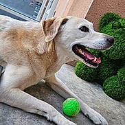 Kenzo a rejoint le concours — aidez-le/la à gagner de superbes lots ! dog, tennis_ball, toy, teddy_bear, green, glasses, outdoor, concrete_floor, paws, lying_down, light_fur, pet, playful, smiling, nose, ears, cushion, wall, resting, animal