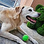 dog, tennis_ball, toy, teddy_bear, green, glasses, outdoor, concrete_floor, paws, lying_down, light_fur, pet, playful, smiling, nose, ears, cushion, wall, resting, animal