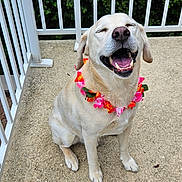 Kenzo participe au concours pour gagner de l'argent avec cette photo : ball, canine, closeup, concrete_floor, daylight, dog, flower_garland, greenery, happy, joyful, leash, nature, outdoor, pet, playful, sitting, smiling, summer, tongue_out, white_railings