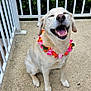 dog, smiling, sitting, flower_garland, outdoor, concrete_floor, white_railings, greenery, happy, pet, canine, playful, tongue_out, ball, closeup, leash, summer, daylight, nature, joyful