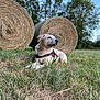 dog, grass, hay_bales, outdoor, field, nature, canine, sky, trees, animal, resting, harness, rural, greenery, summer, daytime, pets, mammal, landscape, relaxation