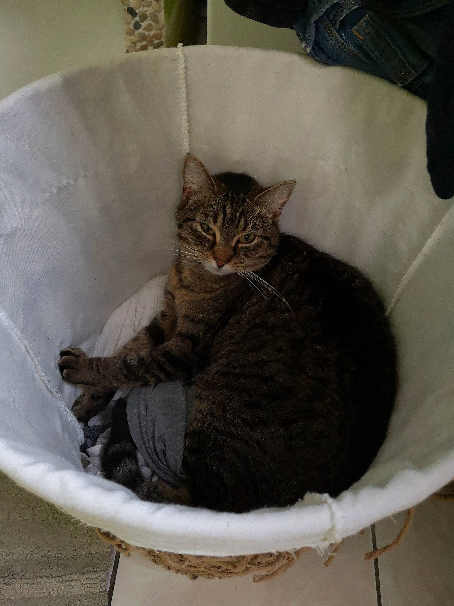 Nala a rejoint le concours — aidez-le/la à gagner de superbes lots ! asian, carnivore, cat, comfort, domestic_short_haired_cat, dragon_li, european_shorthair, felidae, fur, kitten, norwegian_forest_cat, small_to_medium_sized_cats, tabby_cat, whiskers